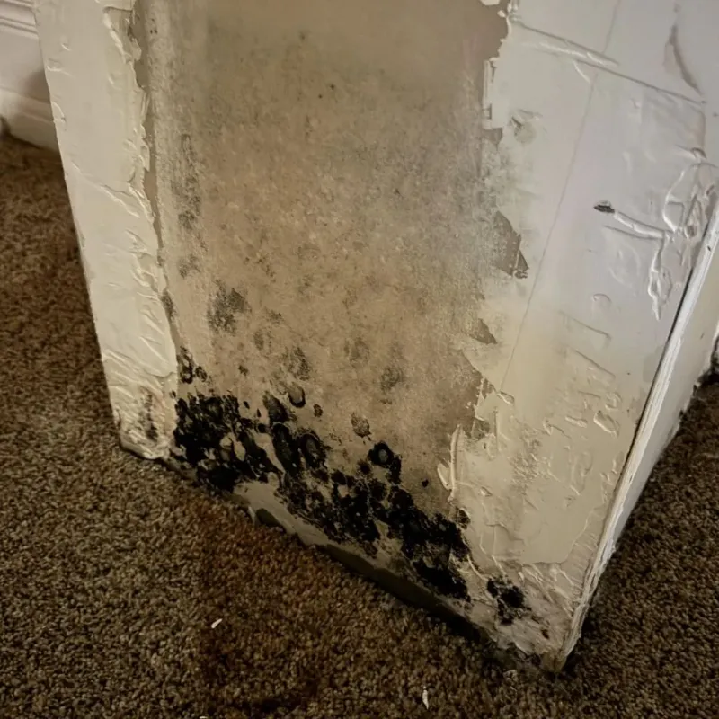 Professional Mold Removal in Leakey, TX